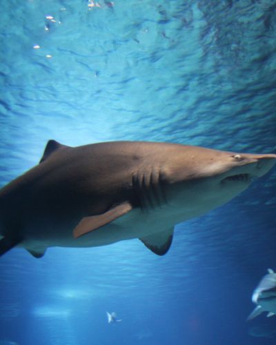 Tiburón nadando cerca de la superficie del mar acompañado de otros peces.