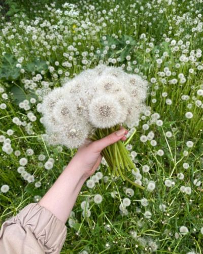 El diente de león no es una flor amarilla; sin embargo su delicadez la convierten en una gran opción 
