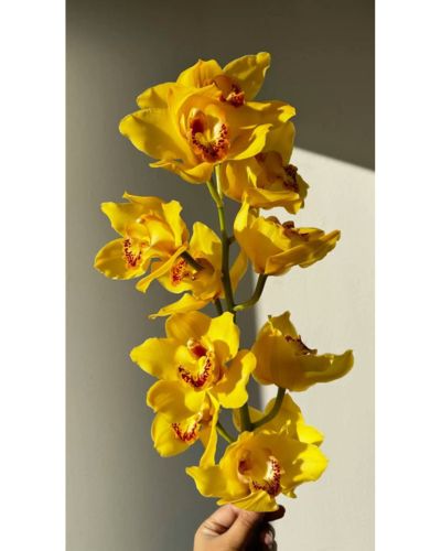 En arreglo o individual, la orquídea es una de las flores amarillas más elegantes y sofisticadas para regalar este 21 de marzo
