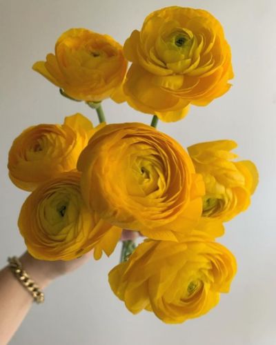 Los ranúculos son una opción poco convencional, pero muy hermosa y elegante