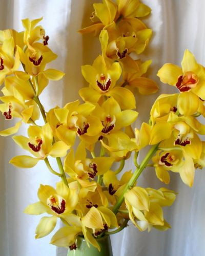 Orquídeas amarillas 