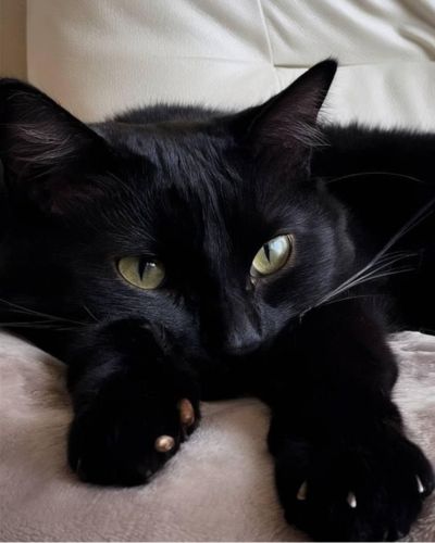 Los gatos negros se asocian con la mala suerte en viernes 13