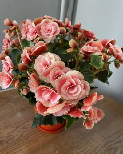 La llegada de primavera marca el inicio para decorar con elementos naturales y las begonias son perfectas para tu hogar.