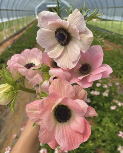 La llegada de primavera marca el inicio para decorar con elementos naturales y las anémonas son perfectas para tu hogar.