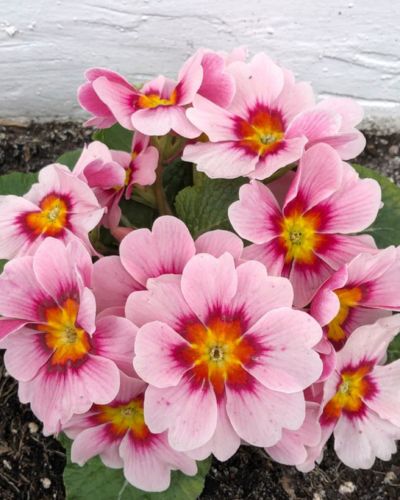 Existen muchas otras flores de marzo que pueden convertirse en protagonistas de tu decoración.