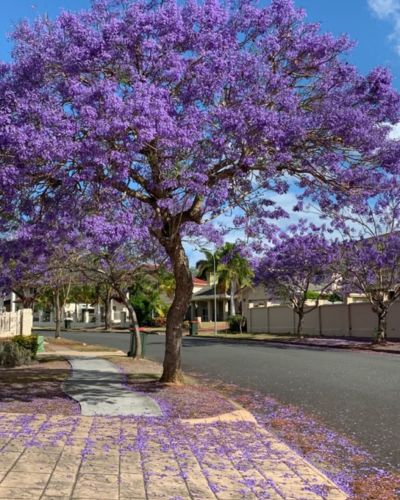 La jacaranda suele asociarse con renovación, esperanza y nuevos comienzos.