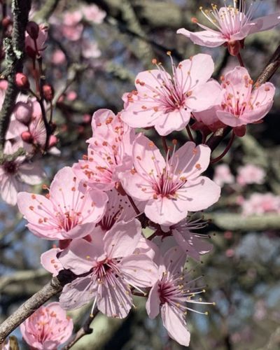La flor de cerezo, también conocida como sakura, es uno de los símbolos más delicados y representativos de la cultura japonesa.