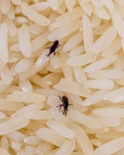 Cómo eliminar gorgojos de la alacena