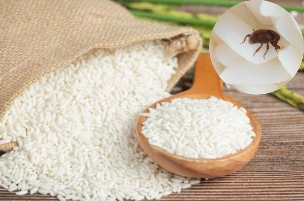 ¿Qué causa gorgojos en la alacena? Así debes almacenar tus alimentos para evitarlos
